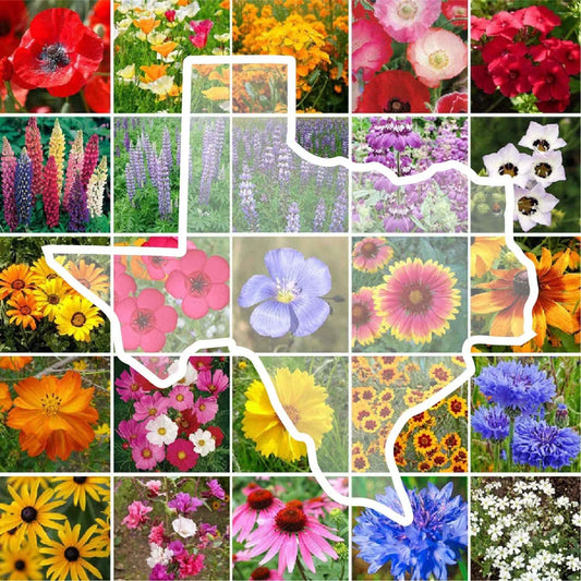 Texas State Flower Wildflower Seed Mix - 1000 Non-GMO Perennial & Annual Seeds for USA Gardens - Native Wildflowers