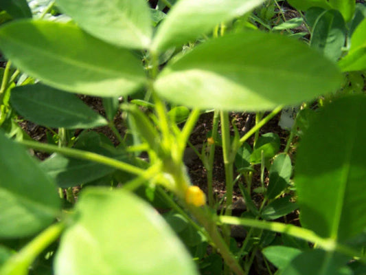 Peanut Seeds 1/2 lb - High-Quality Peanuts for Your Garden - Arachis hypogaea - GroCo