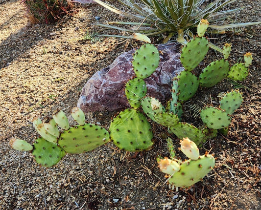 Opuntia Macrorhiza Twist-Spine Prickly Pear Cactus Pad Cutting (1) - Dallas Texas Succulent Plant