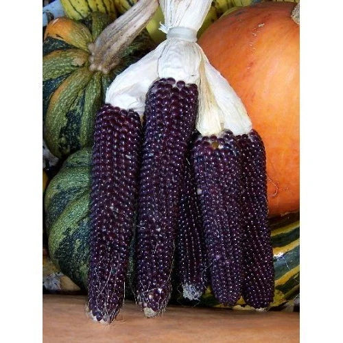 Popcorn Seeds - Blue Kernel - 50 Seeds - Zea mays everta