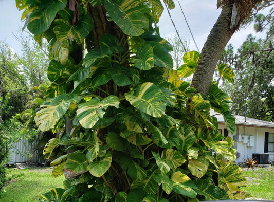 Giant Variegated Golden Pothos Plant in 2.5" Pot | Epipremnum aureum | Climbing Hawaiian Variety
