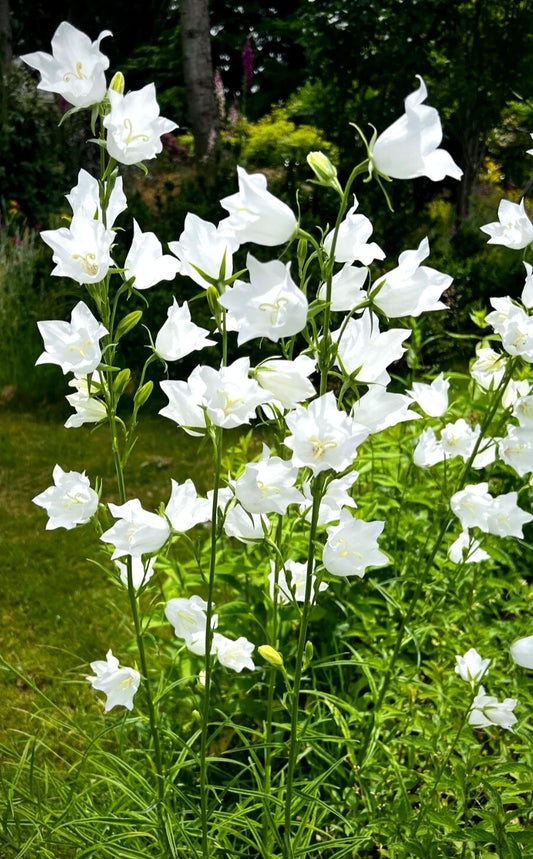 White Bellflower Perennials Plants - 5 Pack Campanula Persicifolia - Elegant Hardy Flowers for Gardens