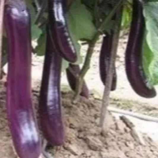 Eggplant Seeds - 250+ Long Purple Variety - Asian Vegetable - Solanum melongena - USA