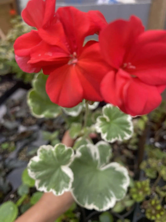 Horseshoe Geranium Rooted Plant - Pelargonium sidoides - Unique Foliage, Easy Care Houseplant