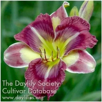 Daylily Live Plant - Beautiful Purple Chinese Water Lily - Hemerocallis Hybrid
