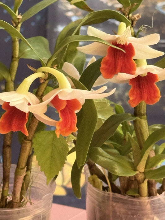 Orchid Plant Dendrobium Bare Root Short Stem - Exotic Indoor Flowering Houseplant