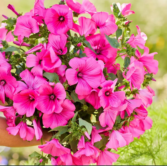 Rose Mallow Seeds - 100 Non-GMO Hot Pink Blooms - Pollinator Attractor - Hibiscus moscheutos