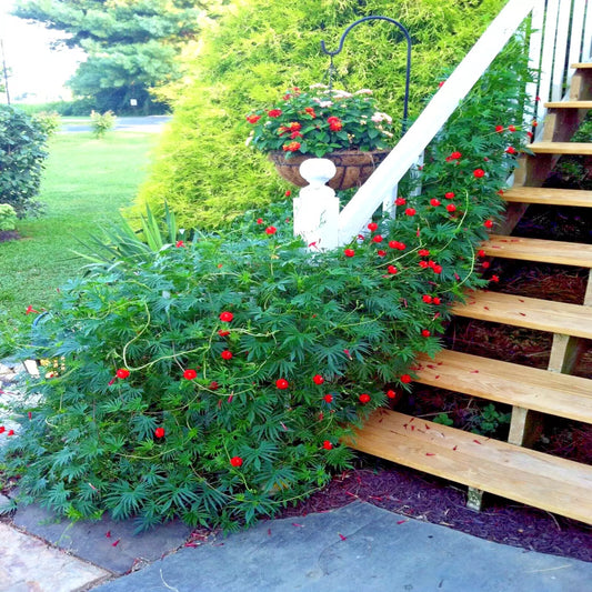Star Glory Seeds - 20 Cardinal Creeper Vine Flower Seeds for Butterflies and Hummingbirds (Ipomoea quamoclit)