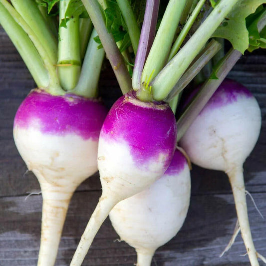 Purple Top Turnip Seeds - 1200+ Non-GMO Vegetable Garden Seeds for Planting, Brassica rapa