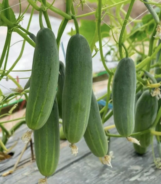 Cucumber Seeds 50+ Pack - Marketer Variety - Non-GMO Pickling - USA Grown Vegetable Garden Seeds