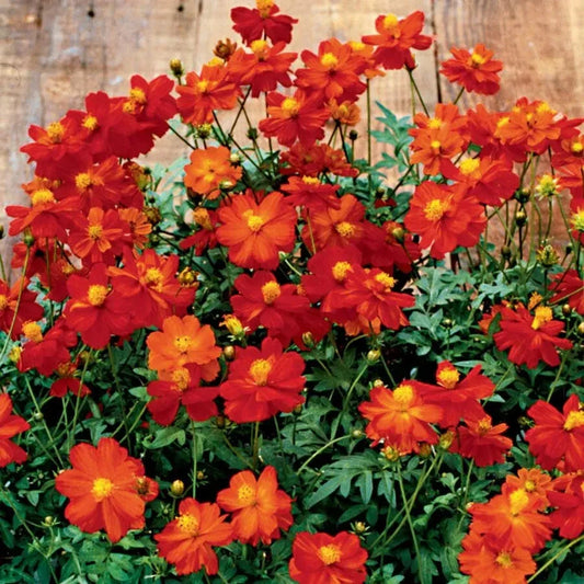 Cosmic Red Cosmos Seeds - 200+ Count - Flower Garden Planting - Cosmos bipinnatus - USA Shipping