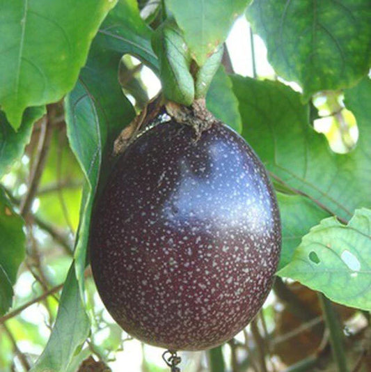 Purple Passion Fruit Seeds - 15+ Pack - Passiflora edulis - Vine Passion Flower Seeds - USA Grown