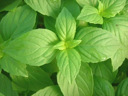LEMON Basil Seeds - Fresh Aroma Herb for Container Garden - Bulk Potpourri Scent - Ocimum basilicum 'Citriodorum'