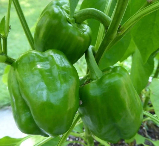 Emerald Giant Bell Pepper Seeds - 50+ Non-GMO Sweet Vegetable Garden Seeds - Capsicum annuum