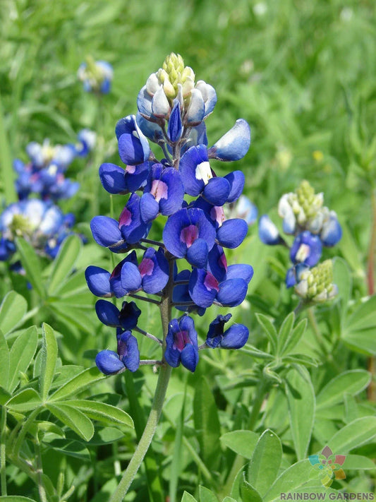 Texas Bluebonnet Seeds - 25+ Count - Lupinus texensis - Ideal for Garden Planting - USA Grown - Free Shipping