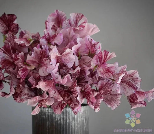 Chocolate Sweet Pea - 50 Seeds Lathyrus odoratus - Garden Flowers - USA Grown - Free Shipping