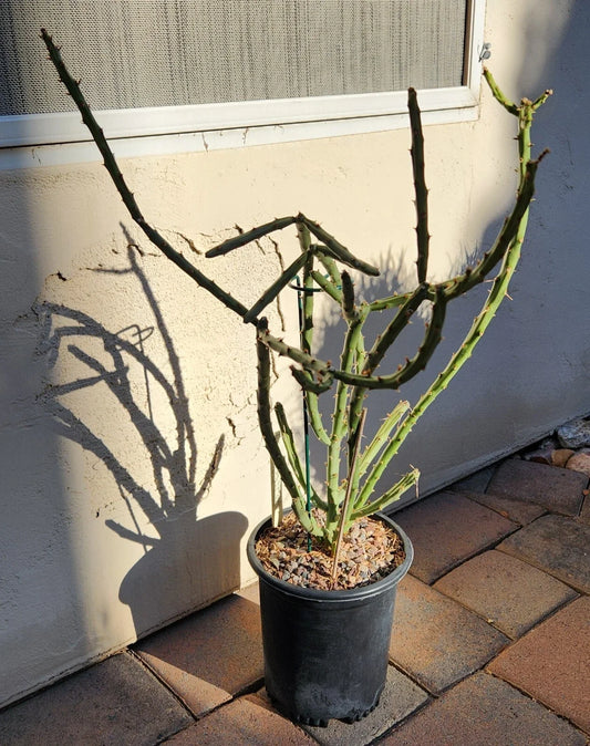 Cylindropuntia Arbuscula Arizona Pencil Cholla Live Cactus Cutting - Succulent Plant for Home Garden Decor
