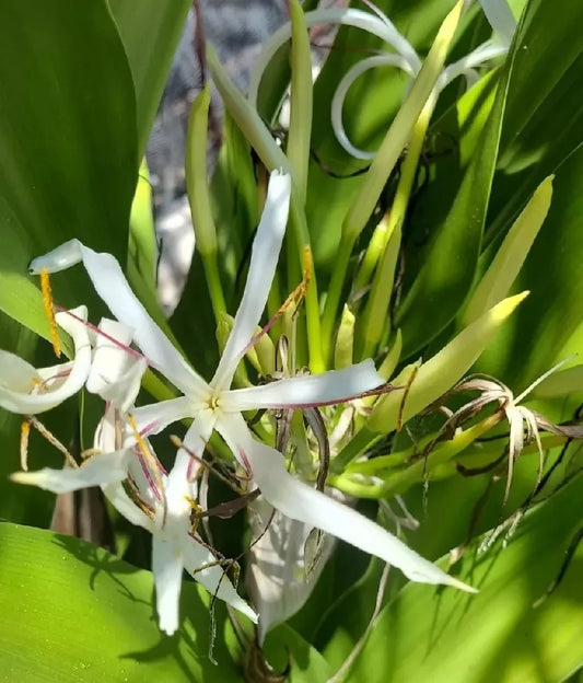 Crinum Lily Live Plant 13" Variegated Giant White Spider Lily (Asiaticum)