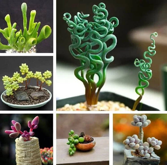 Rare Succulent Plant Seeds - Mixed Variety, 100pcs Pack - Ideal for Gardening & Collection, Perfect for Plant Lovers