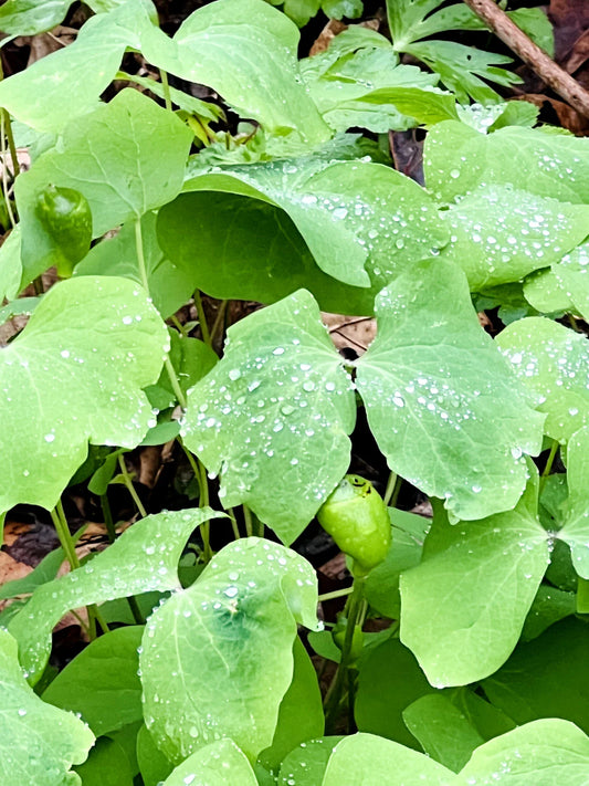 Twin Leaf Plant Bareroot 5-Pack Jeffersonia diphylla Perennial Wildflower