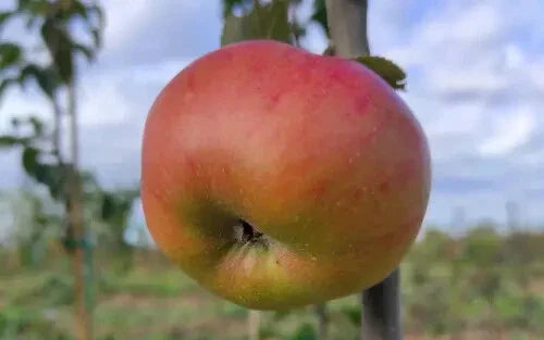 Argiliere Apple Seeds - 25+ Pack for Garden Planting - USA - Malus domestica