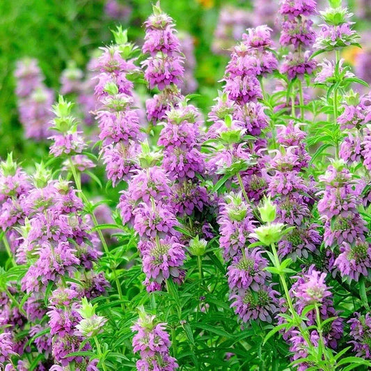 Monarda Citriodora Seeds | 1000+ Lemon Mint | Lemon Bee Balm | Native Wildflower Seeds, USA