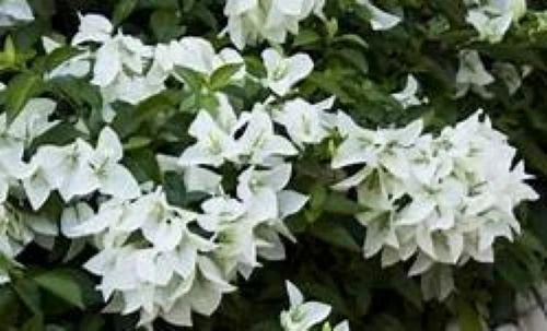 Live Bougainvillea Starter Plant - MS. ALICE Variety - Well Rooted - Bougainvillea spp. - USA Seller