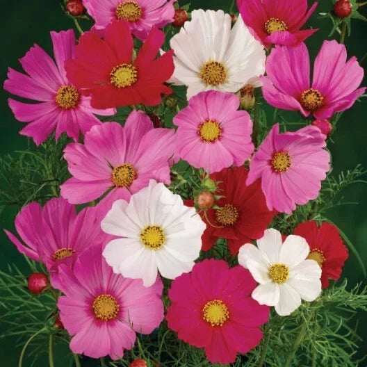 Cosmos Seeds - 200+ Sensation Mix - Colorful Annual Flowers - Cosmos bipinnatus