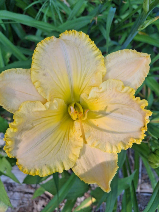 Hemerocallis 'Eloquent Silence' Daylily Bareroot - Mature Eyes, Perennial Flowering Plant for Gardens