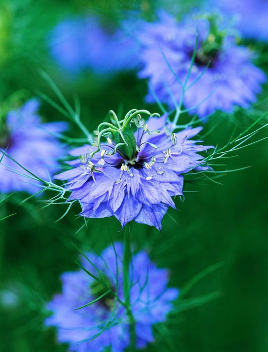 Nigella Seeds for Cutting, Double Blue Variety, 100 Seeds, Love-in-a-Mist (Nigella damascena)