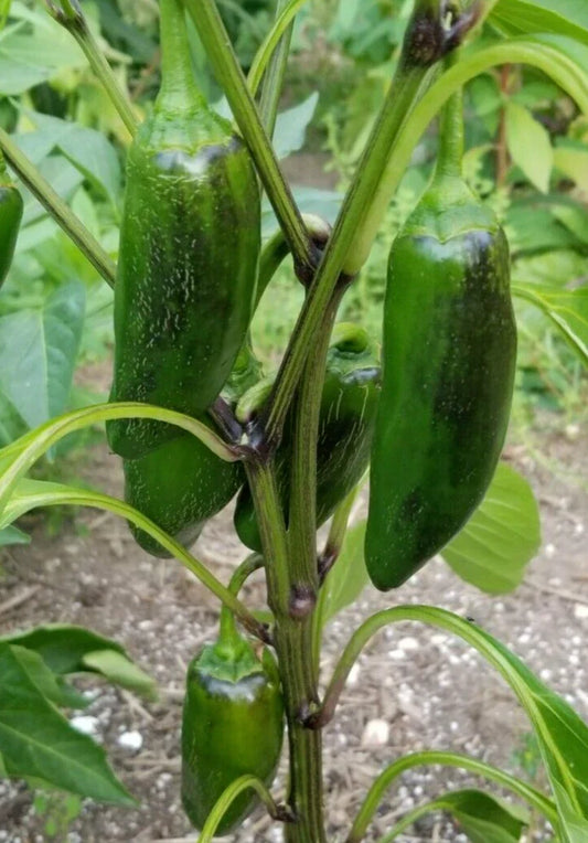 Early Jalapeno Pepper Seeds - 25 Premium Newly Harvested Seeds - Capsicum annuum