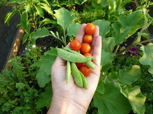 Dwarf Cherry Tomato Plant - World's Smallest, Sweetest Variety - Perfect for Salads - Solanum lycopersicum