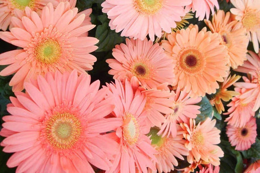 Light Pink Gerbera Daisy Seeds - 200+ Seeds for Garden Planting - Gerbera jamesonii - USA