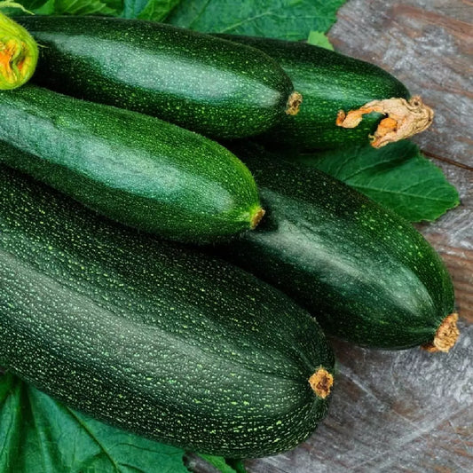 Dark Green Zucchini Seeds, NON-GMO, Summer Squash, Heirloom Variety, Cucurbita pepo, Free Shipping