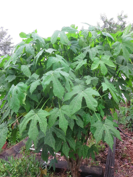 Chaya Cuttings - Organic Spineless Chaya Mansa Maya Spinach Tree - 5 Plant Cuttings - Great for Edible Gardens