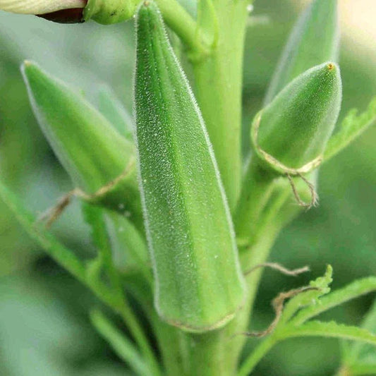Clemson Spineless Okra Seeds, NON-GMO, Lady's Fingers, Gombo, Bendi, Vegetable Seeds, Heirloom Gardening