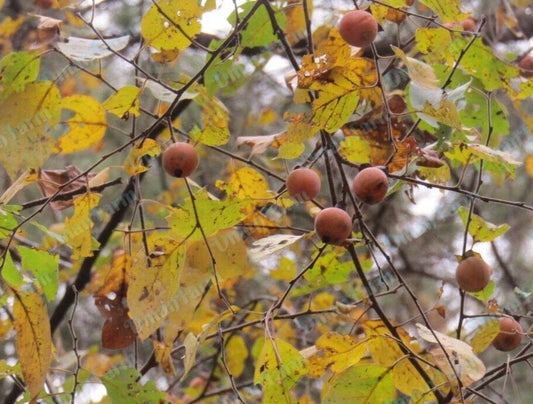 Persimmon Tree Seedlings - 24" American Native Fast Growing Live Plants - Diospyros virginiana - Fresh Healthy Bareroot