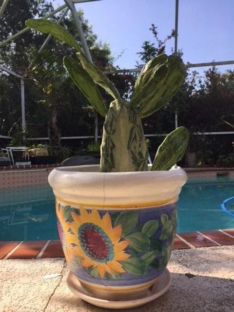 Rare Variegated Opuntia Cochenillifera Cactus Pads - 2 Variegated & 2 Non-Variegated Pads for Plant Collectors