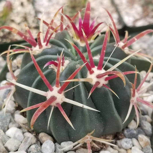 Devil's Tongue Cactus Plant - Ferocactus latispinus - Real Live Succulent Greenery for Home Decor