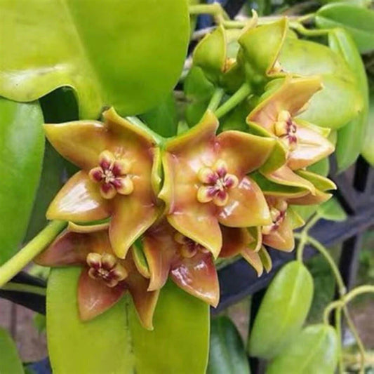 Hoya Ariadna Plant in 3.5" Pot - Fully Rooted Eriostemma Ariadna for Home Decor and Indoor Gardening