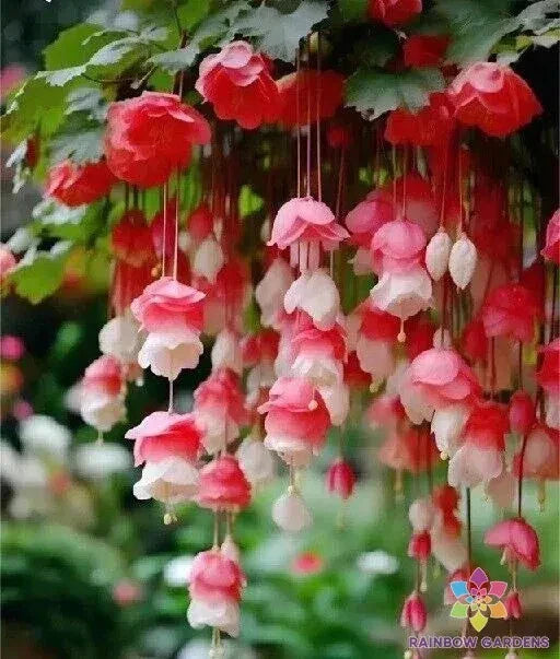 25 Weeping Begonia Seeds - Red & White Variety for Garden Planting - USA - Quality Begonia x tuberhybrida