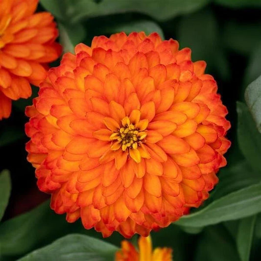 Zydeco Fire Zinnia Seeds - 100+ Pack for Garden Planting - Colorful Annual Flowers - Zinnia elegans