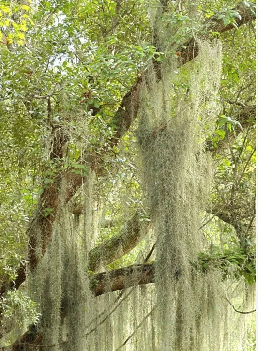 Live Spanish Moss Airplant - 5 Gallon Freshly Picked Orlando Variety - Tillandsia usneoides