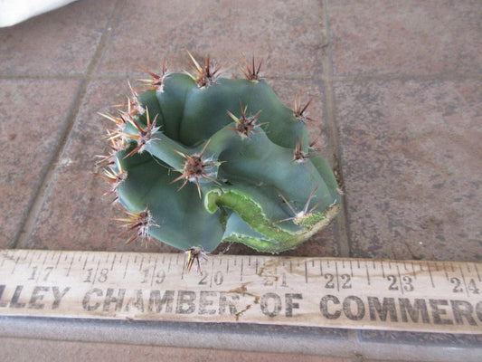 Columnar Cactus Cutting - Small Pup Cereus Peruvianus Spiralis - Unique Spiral Shape, Perfect for Indoor Decor