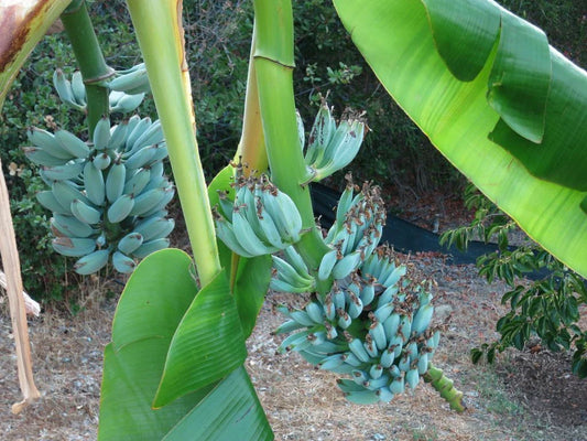 Live Banana Tree - Small Rooted Starter Plant - Musa Ice Cream (Blue Java) - Unique Tropical Fruit Plant