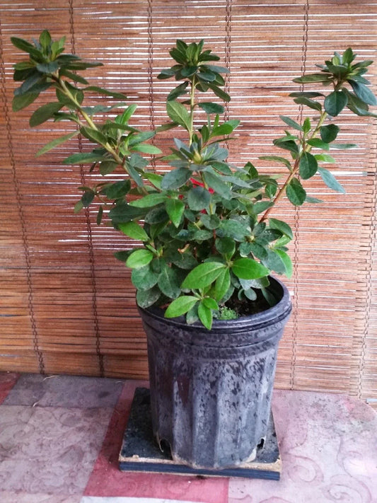 Azalea Live Plant - Pink Flowers - Rhododendron spp.