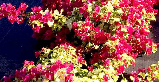 Bougainvillea Starter Plant - Small Sunstone Red Variety - Very Rare (HTF) - Well Rooted