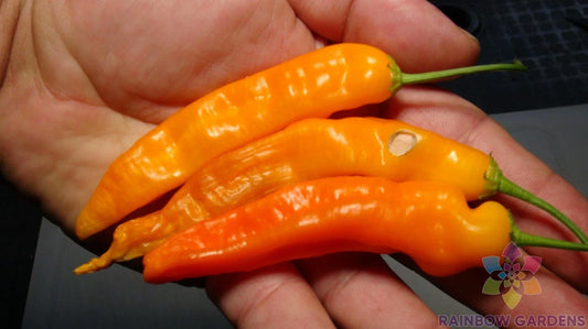 Aji Ahuachapau Hot Pepper Seeds - 25+ Pack - Garden Planting - USA Grown - Capsicum baccatum