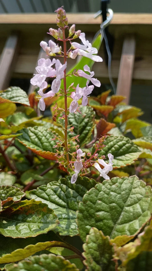 Purple Swedish Ivy Plant with Roots - Plectranthus verticillatus - Ideal for Indoor Gardening and Home Decor