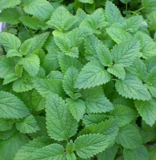 LEMON MINT SEEDS * 150 COUNT * MEDICINAL HERB * HEALTHFUL * Monarda citriodora